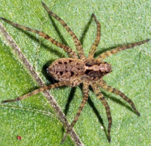 Pardosa sp.